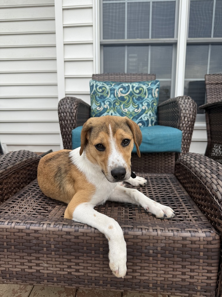 Willow