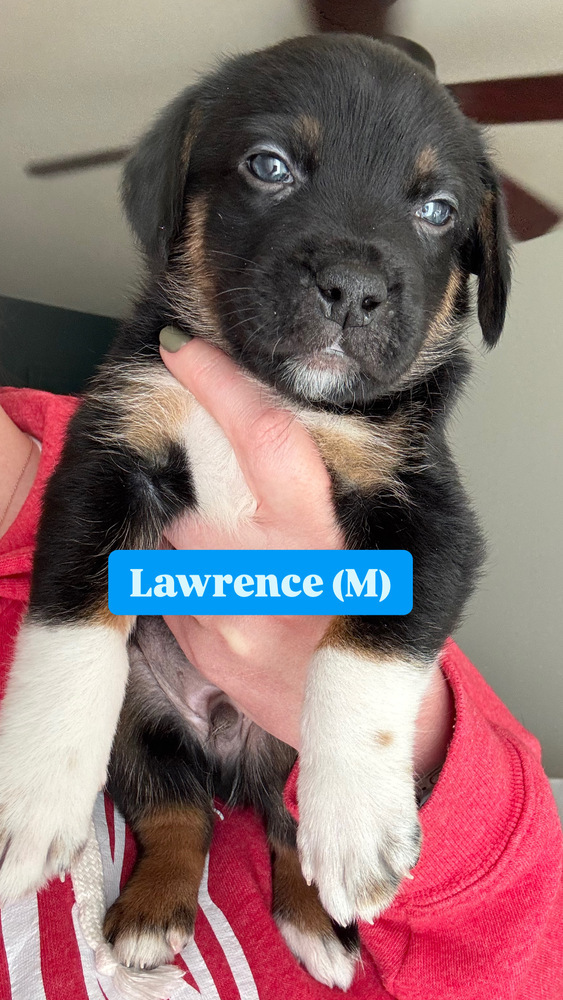 Lawrence (River Litter)