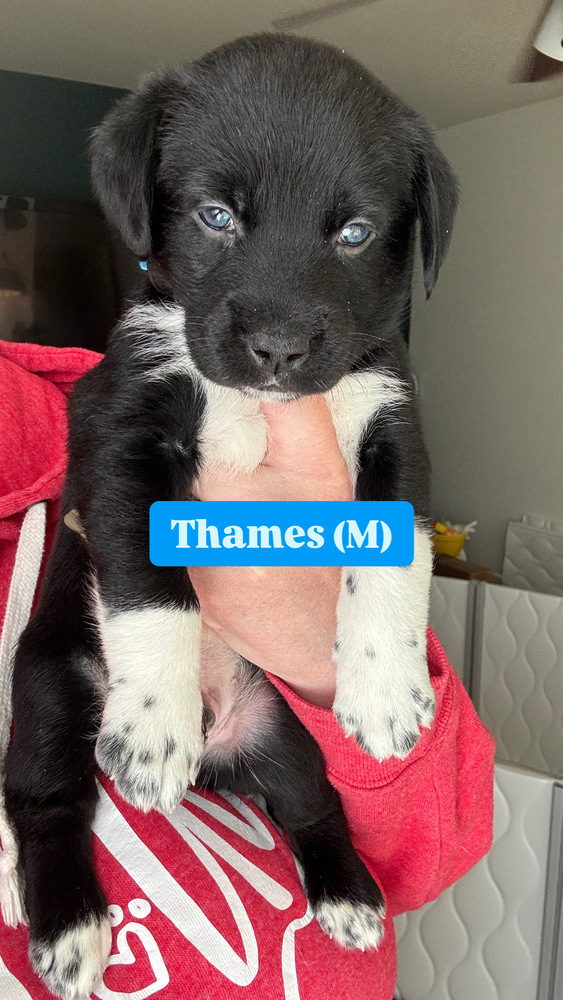 Thames (River Litter)