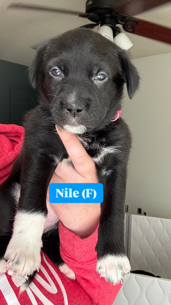 Nile (River Litter)
