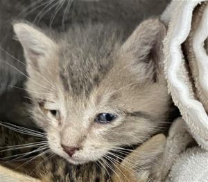 MEENY, Baby Male Domestic Short Hair