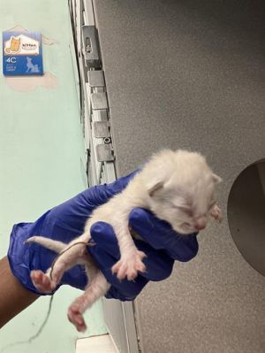 SNOWY, Baby Female Domestic Short Hair