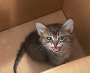 BASHFUL, Baby Female Domestic Medium Hair