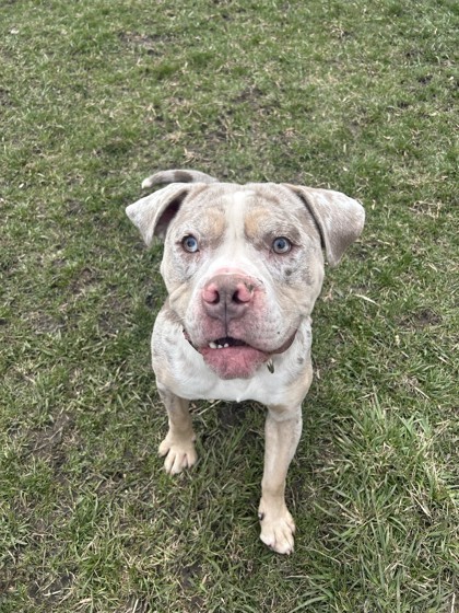 Otis