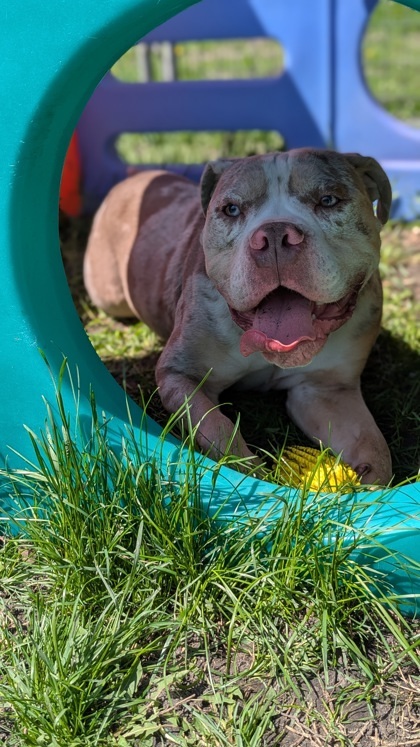 Otis
