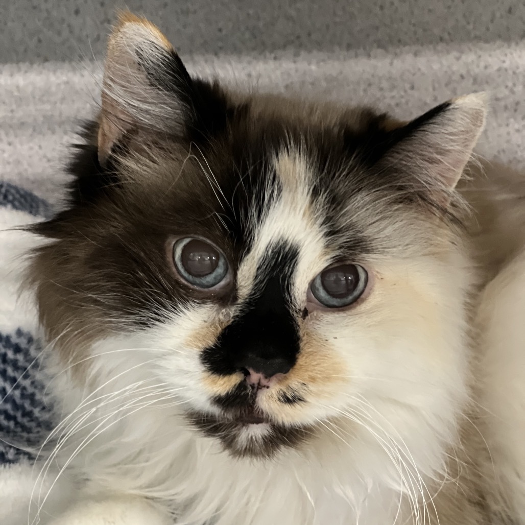 Zilla, an adoptable Domestic Short Hair in Sheridan, WY, 82801 | Photo Image 1
