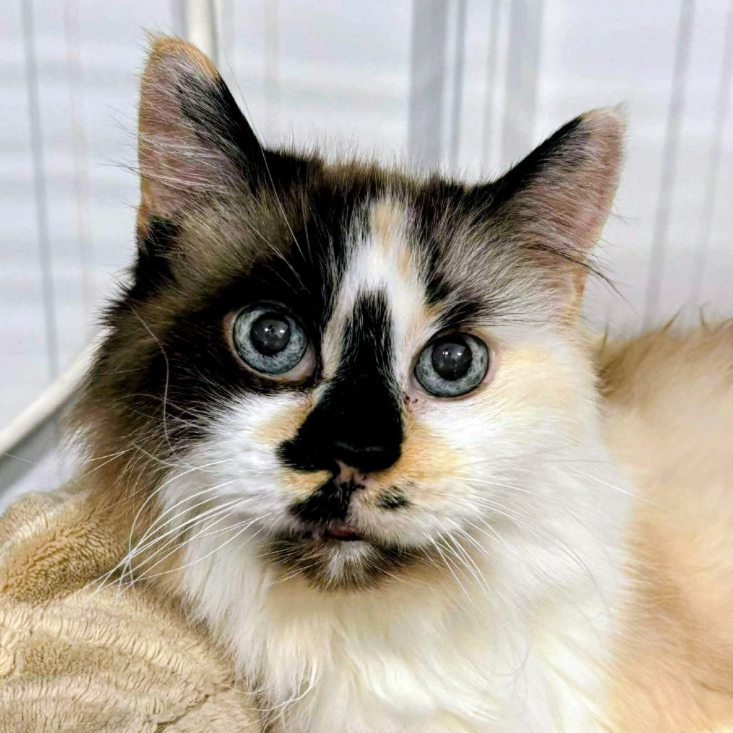 Zilla, an adoptable Domestic Short Hair in Sheridan, WY, 82801 | Photo Image 1