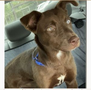 Meet Rainbow Rainbow is a quick learner with a sweet playful spirit Shes very dog-friendly and ha
