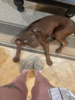 Rainbow is such a good family dog She loves to play but also LOVES to nap She is crate leash