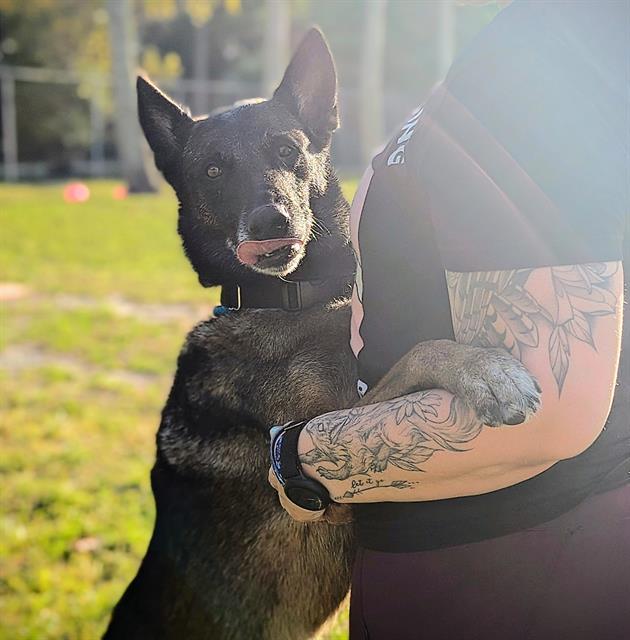 GEMMA
