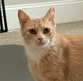 Blossom, Baby Female Domestic Short Hair
