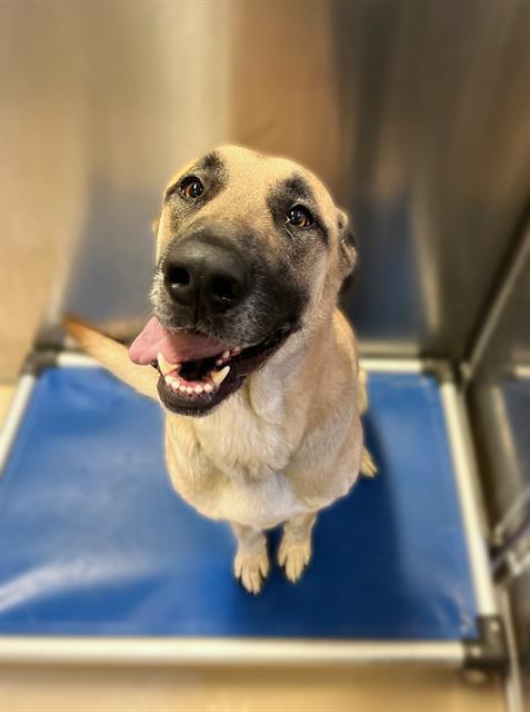Dog, an adoptable Great Dane, Mixed Breed in Blythe, CA, 92225 | Photo Image 1