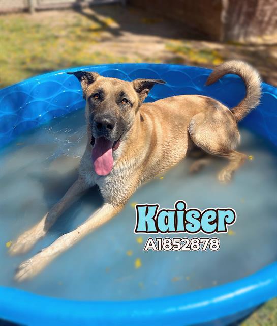 KAISER, an adoptable Great Dane, Mixed Breed in Blythe, CA, 92225 | Photo Image 1