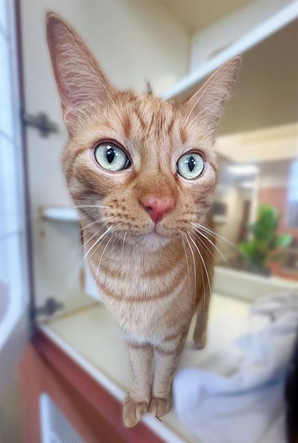 Cat, an adoptable Domestic Short Hair in Blythe, CA, 92225 | Photo Image 1