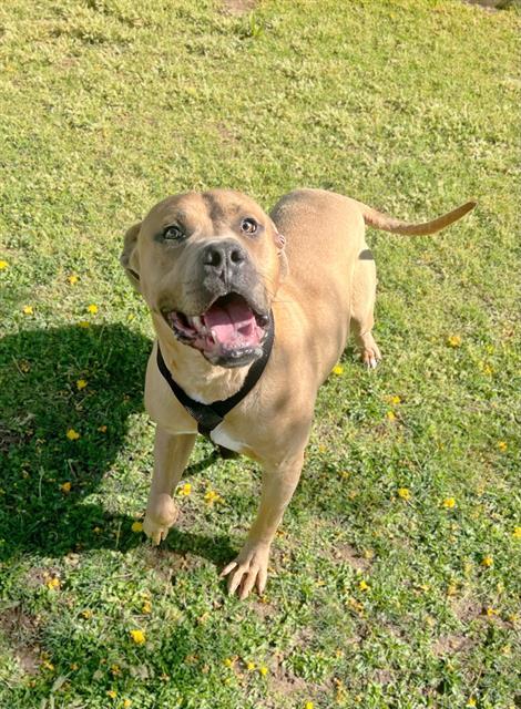 Dog, an adoptable Pit Bull Terrier in Blythe, CA, 92225 | Photo Image 1