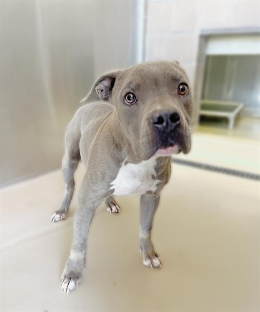 Dog, an adoptable Pit Bull Terrier, Mixed Breed in Blythe, CA, 92225 | Photo Image 1
