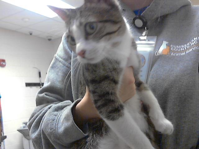 MAMA KITTY