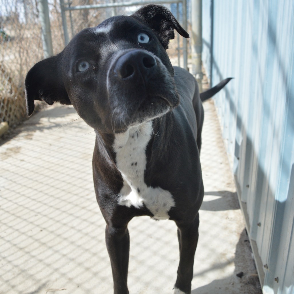 Iris, an adoptable Pit Bull Terrier in North Battleford, SK, S9A 2M7 | Photo Image 1