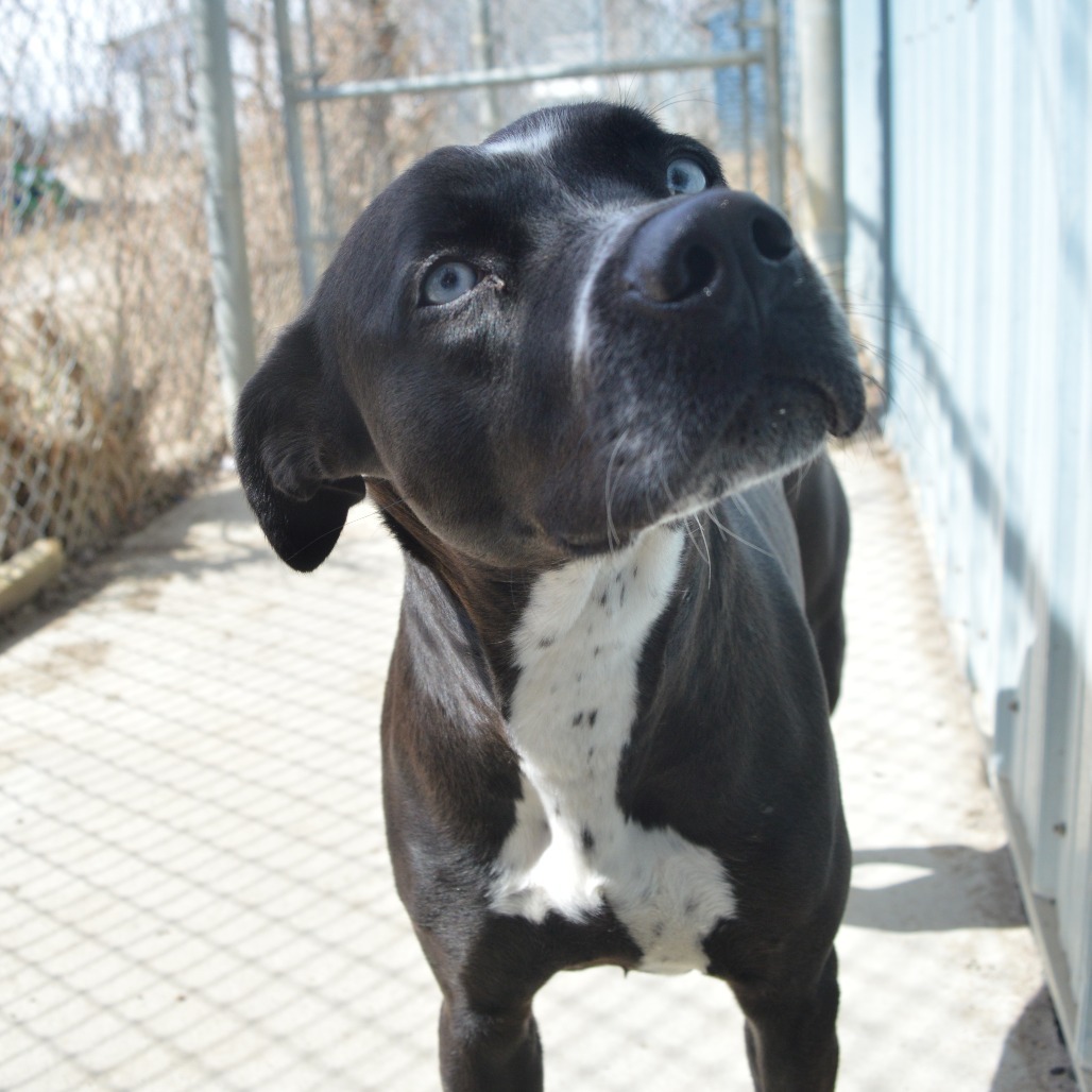 Iris, an adoptable Pit Bull Terrier in North Battleford, SK, S9A 2M7 | Photo Image 3