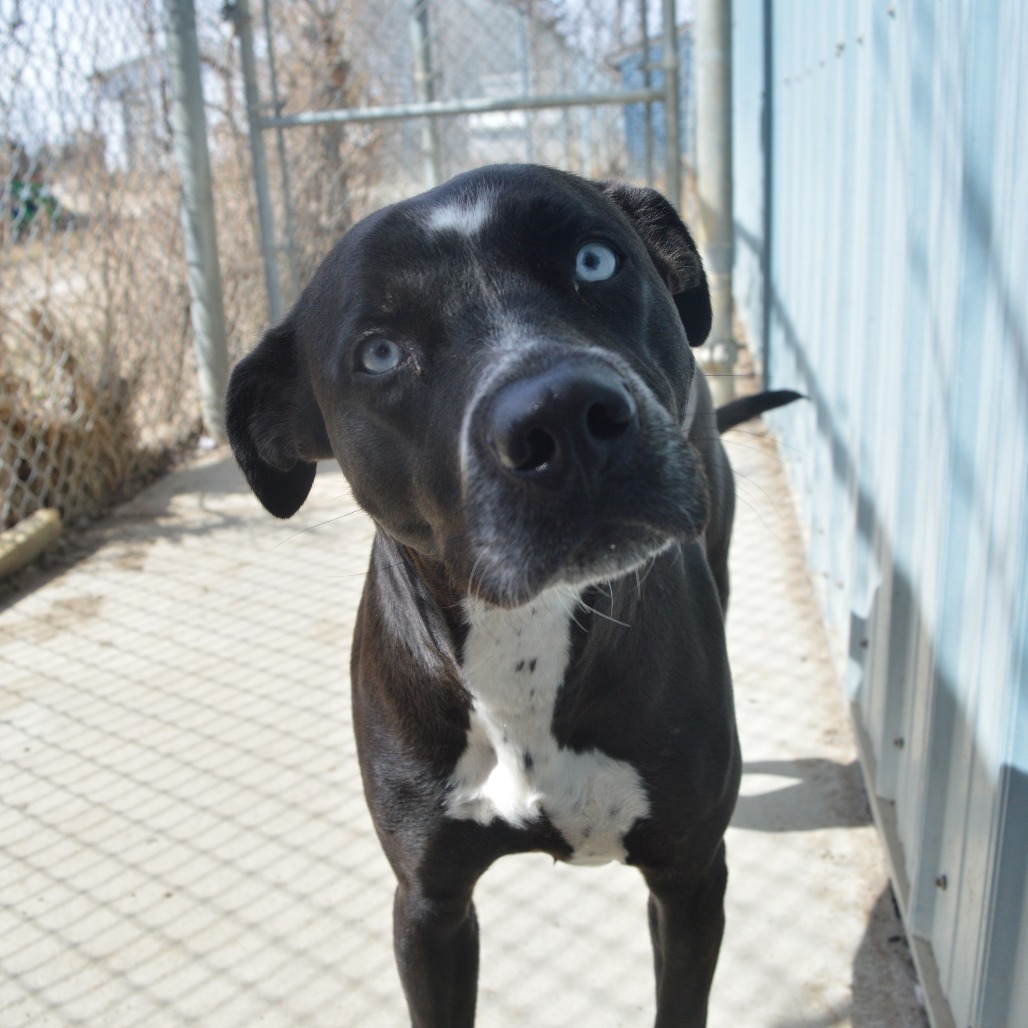 Iris, an adoptable Pit Bull Terrier in North Battleford, SK, S9A 2M7 | Photo Image 4