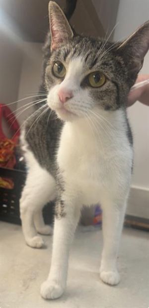 BETTY, Adult Female unknown