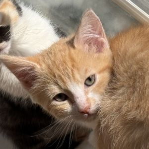 Indiana, Baby Male Domestic Short Hair