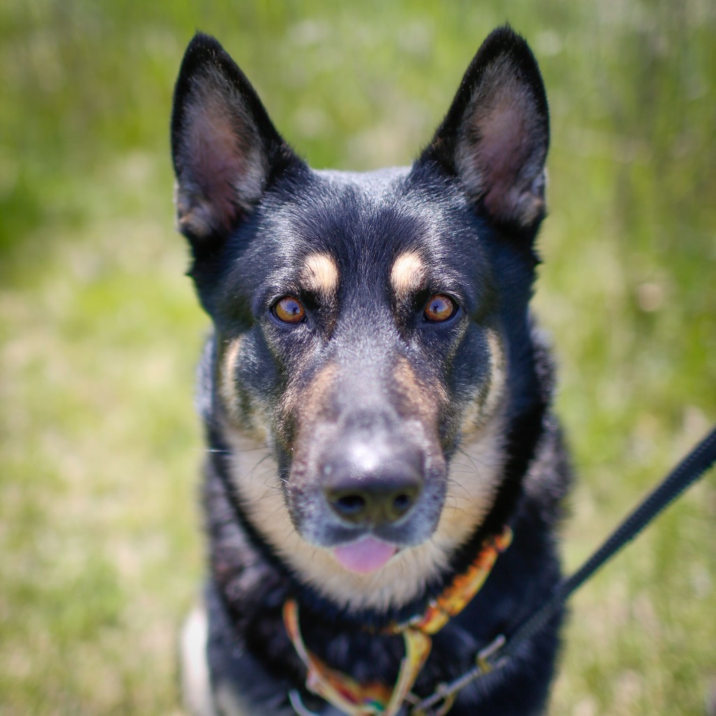 Atticus