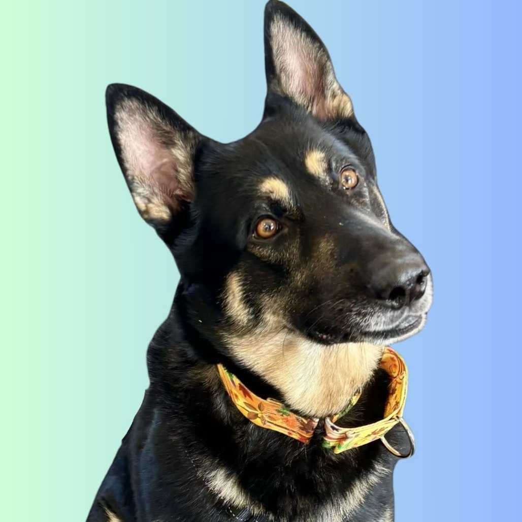 Atticus