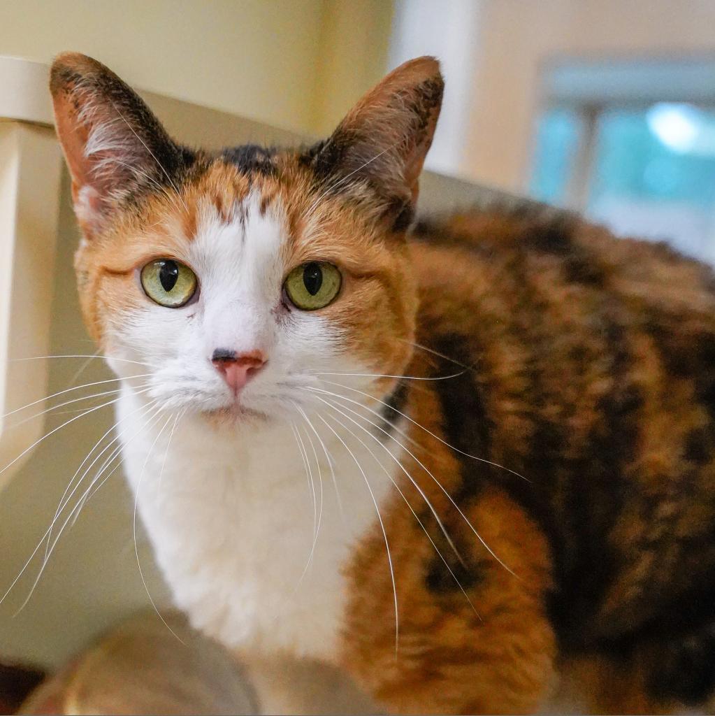 Cali, an adoptable Domestic Short Hair in Thomaston, ME, 04861 | Photo Image 1