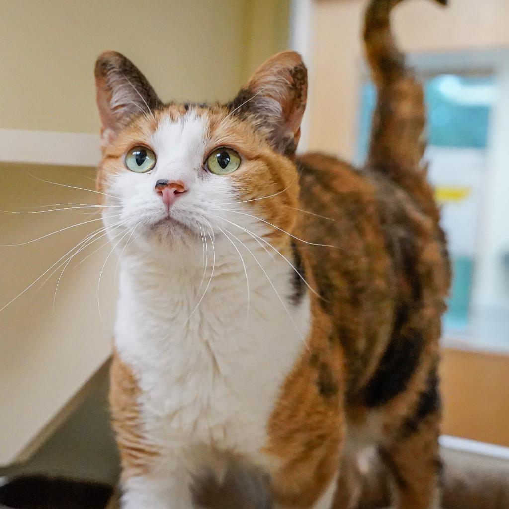 Cali, an adoptable Domestic Short Hair in Thomaston, ME, 04861 | Photo Image 2