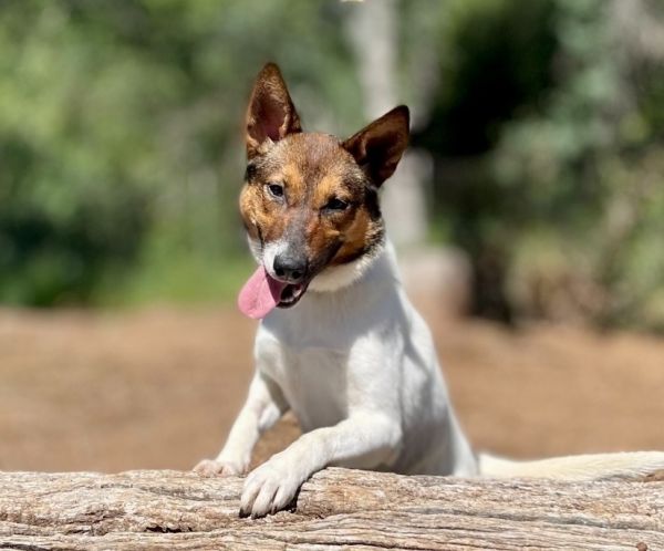 Pet Photo