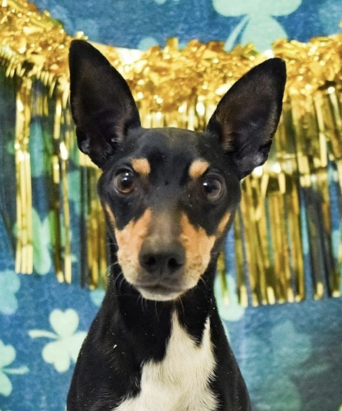 Paco