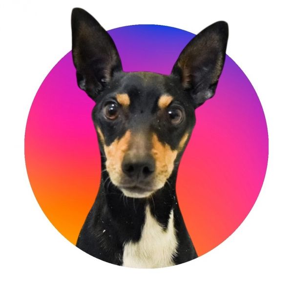 Pet Photo