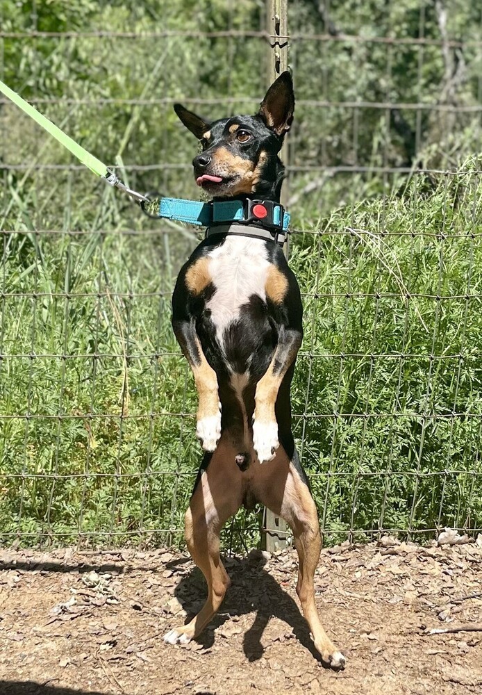 Paco 2