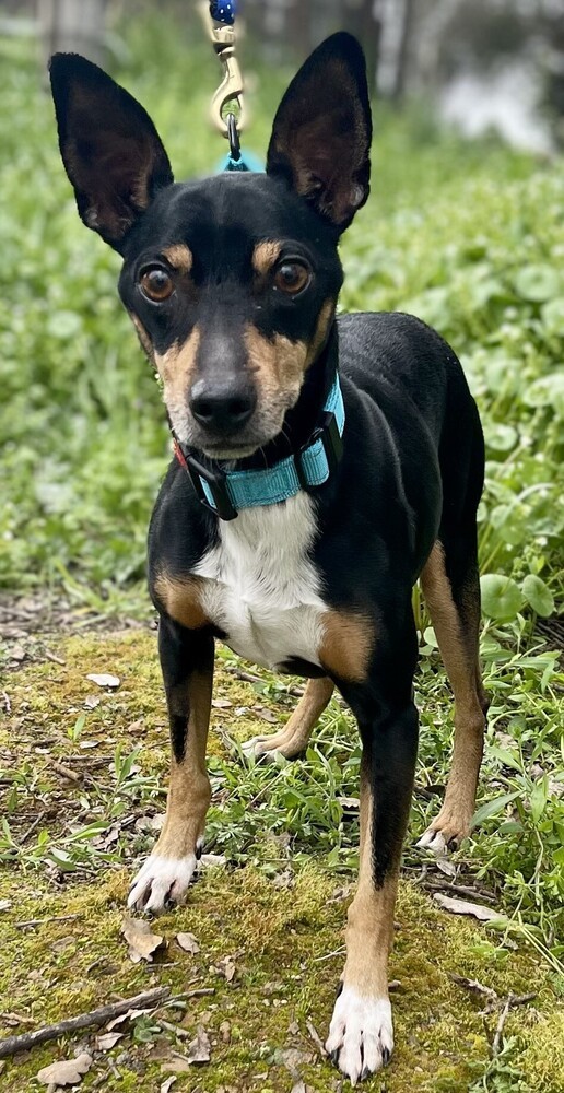 Paco 3