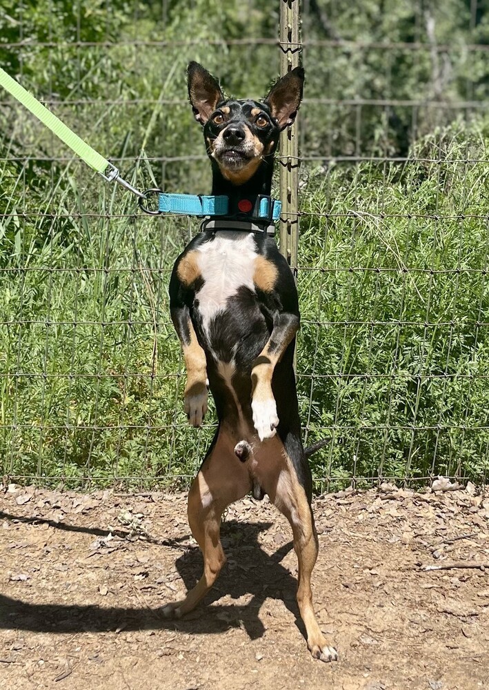 Paco 4