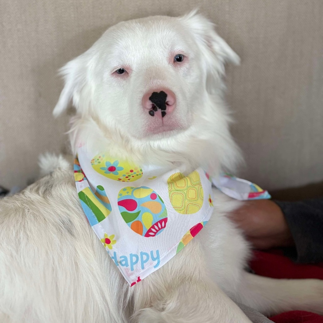 Marshmallow - 2278