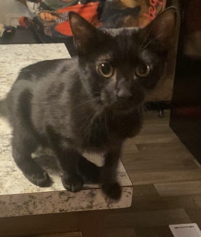 Coal, an adoptable Domestic Short Hair in Plumerville, AR, 72127 | Photo Image 1