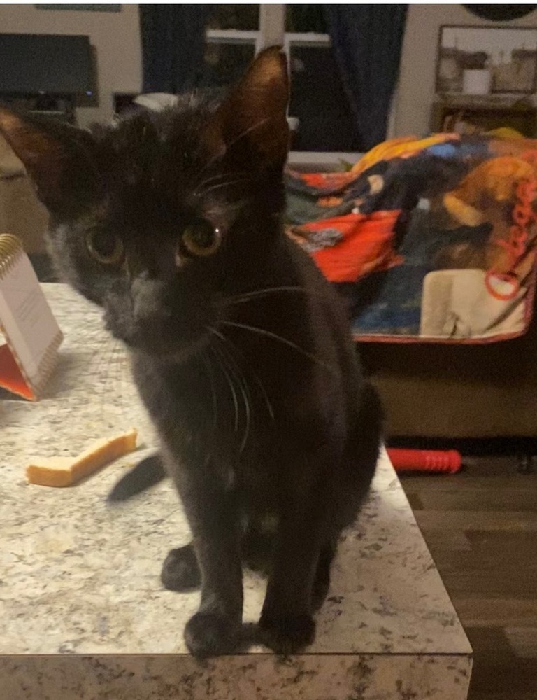 Coal