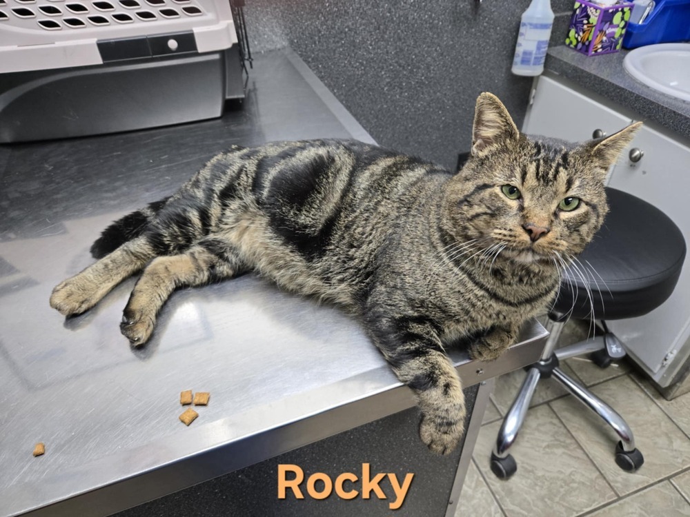 Rocky, an adoptable Tabby, Domestic Short Hair in Plumerville, AR, 72127 | Photo Image 1