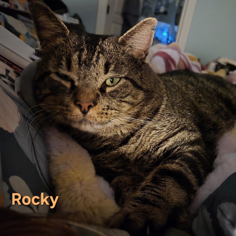 Rocky, an adoptable Tabby, Domestic Short Hair in Plumerville, AR, 72127 | Photo Image 2