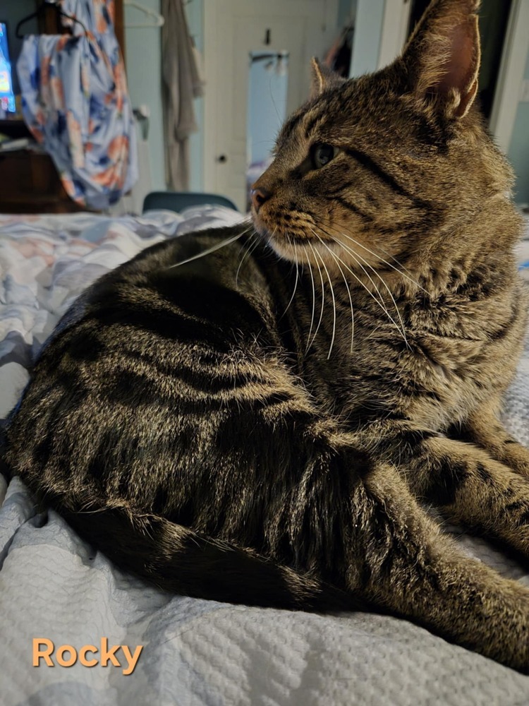 Rocky