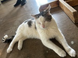 Toby, Adult Male Domestic Short Hair