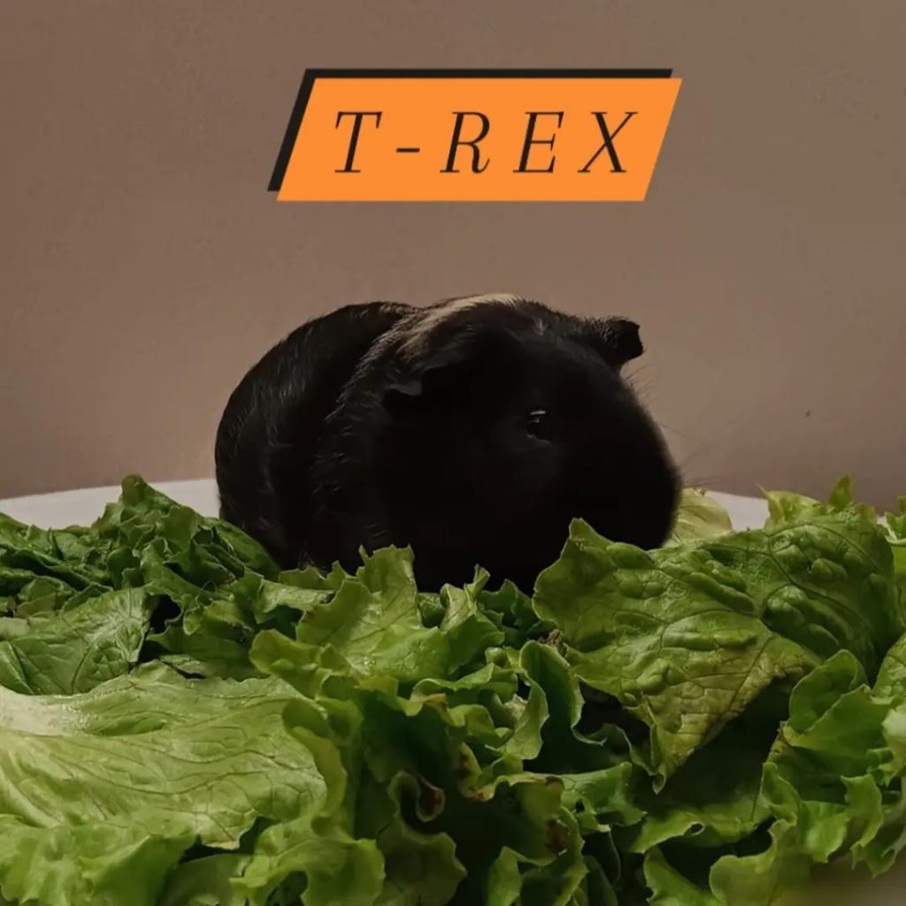 T-Rex