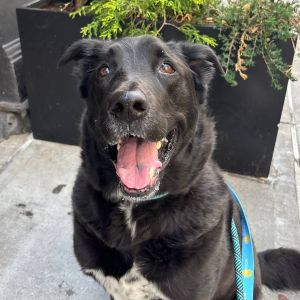 At 9 years old Obi is starting over after losing the only home hes ever known He may be a