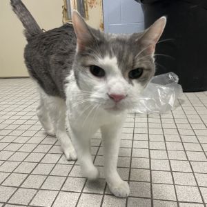 At almost 12 years old Champion has lost his home and is starting over when he should be enjoying h