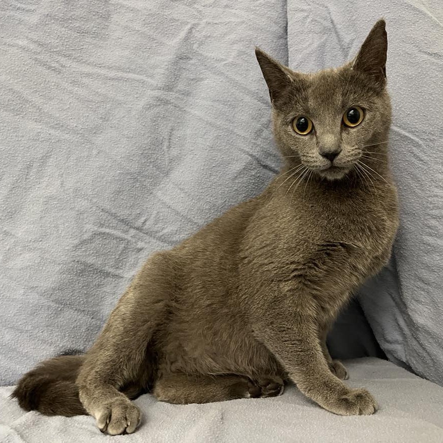 SVAS-Stray-37029