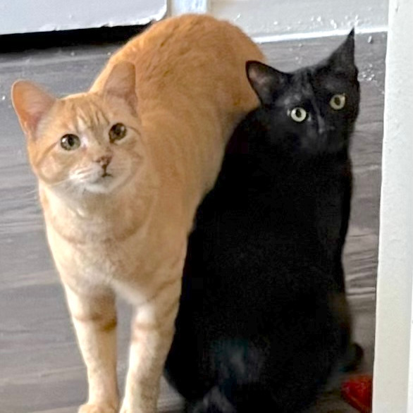 Gatsby (bonded with Amberly)