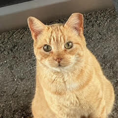 Gatsby (bonded with Amberly)