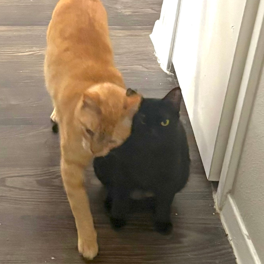 Gatsby (bonded with Amberly)